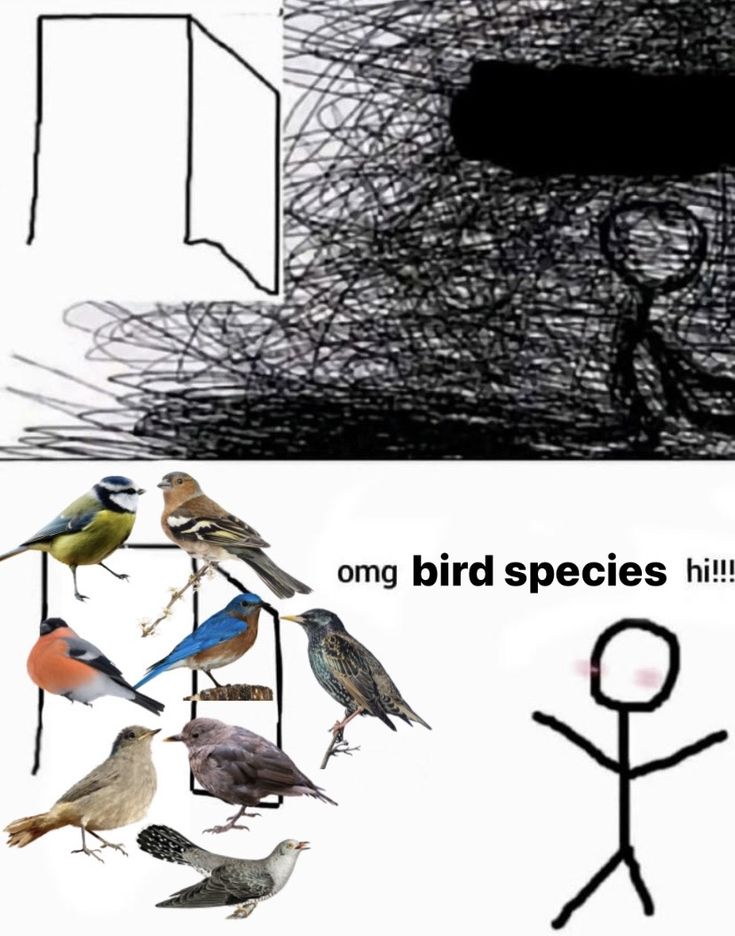 Sparrow tweet media