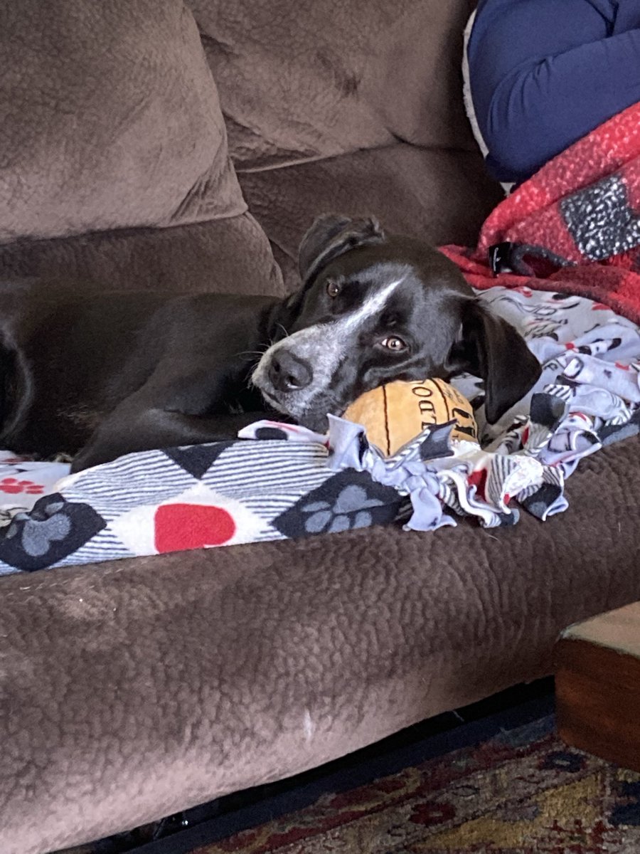 CoachKrop's tweet photo. Happy birthday to the best dog in the word! Harley turns 5 today! He means so much to me and my family. We rescued him when he was 3 months old and have loved him every since ❤️ https://t.co/ezJO2q0kDm