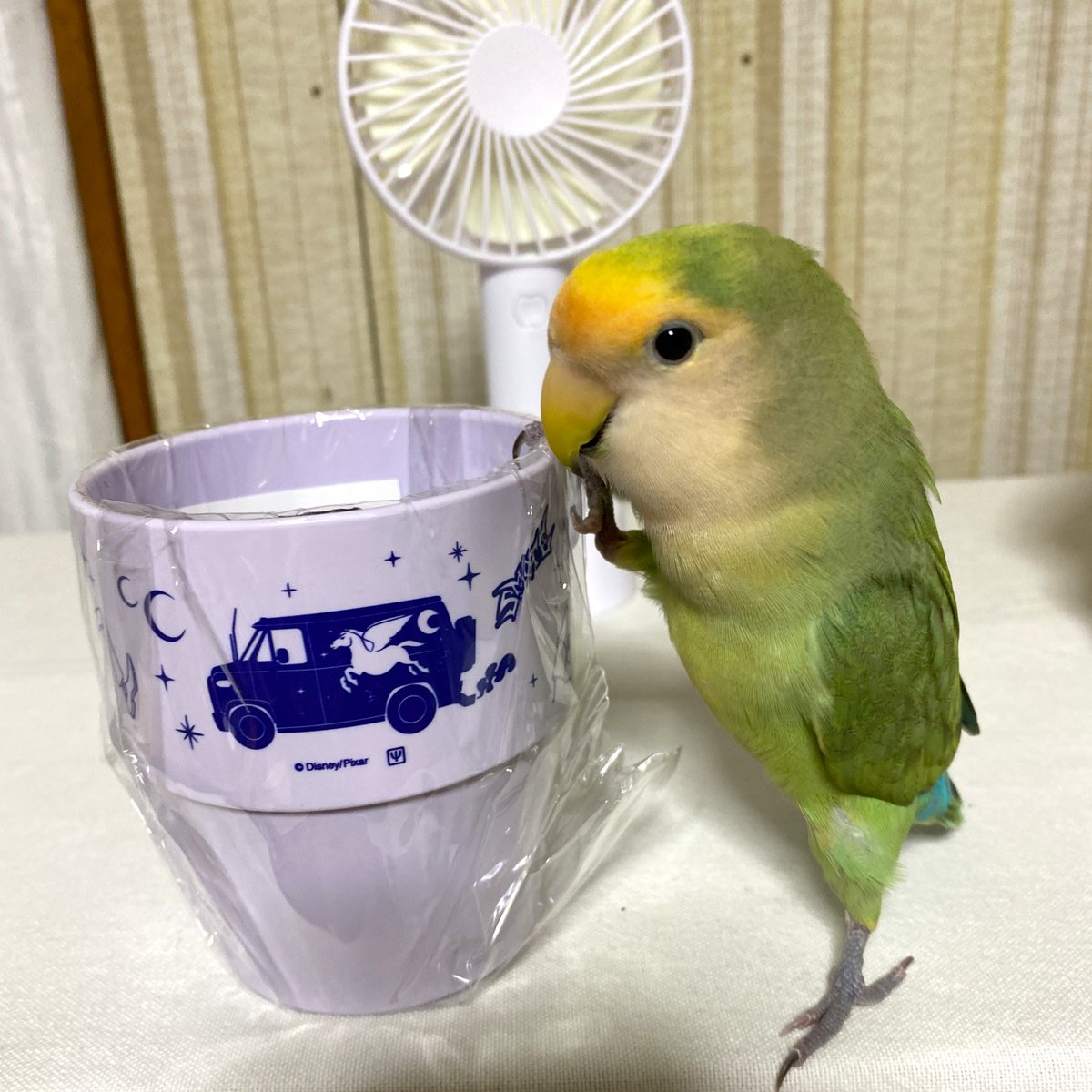 kotoribu's tweet photo. 今日の「カバー小鳥」は ヨモギちゃん（コザクラインコ）です。「これ、なぁに？✨」新品のコップに興味津々！ キラキラしたお目めがキュートです。 
#コザクラインコ 
https://t.co/zEaRyq8C7s https://t.co/NHhvO9RKYX