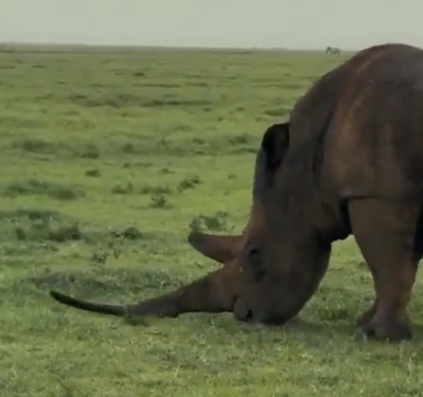 Rhino tweet media