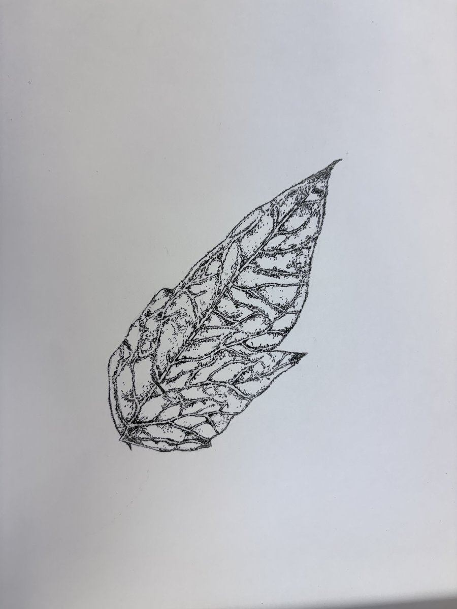aoi_school's tweet photo. 葵の「美デコ」 初回授業‼️
植物をじっくり観察し、形・色・光を丁寧に描写しました。見る力を育てる、美デコらしいスタート‼️
画像は、生徒作品の一部です😄
#葵高等学院 #美術デザインコース #新潟通信制高校 https://t.co/vkFS5x1mES