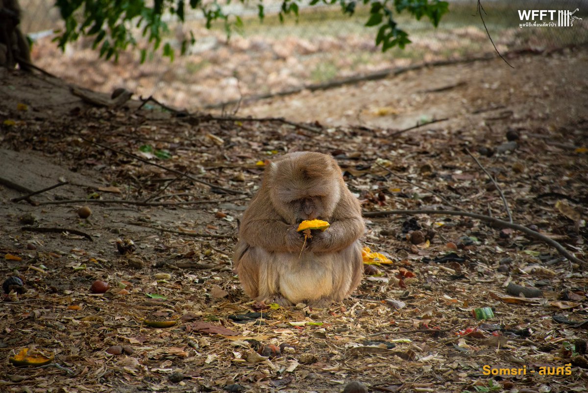 Wildlife Friends Foundation Thailand tweet media