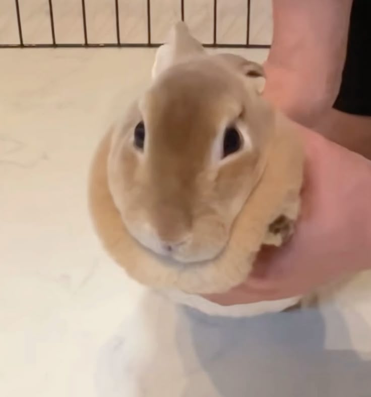 thepopularanimals tweet media