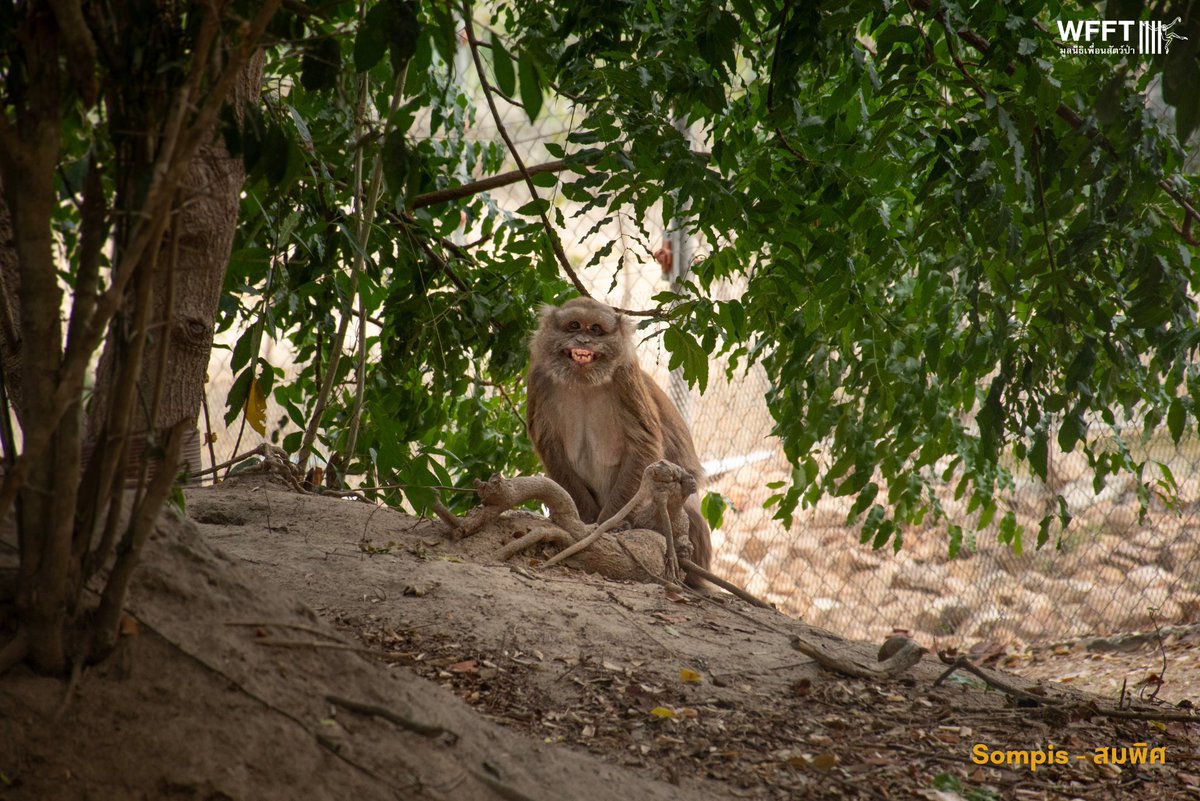 Wildlife Friends Foundation Thailand tweet media