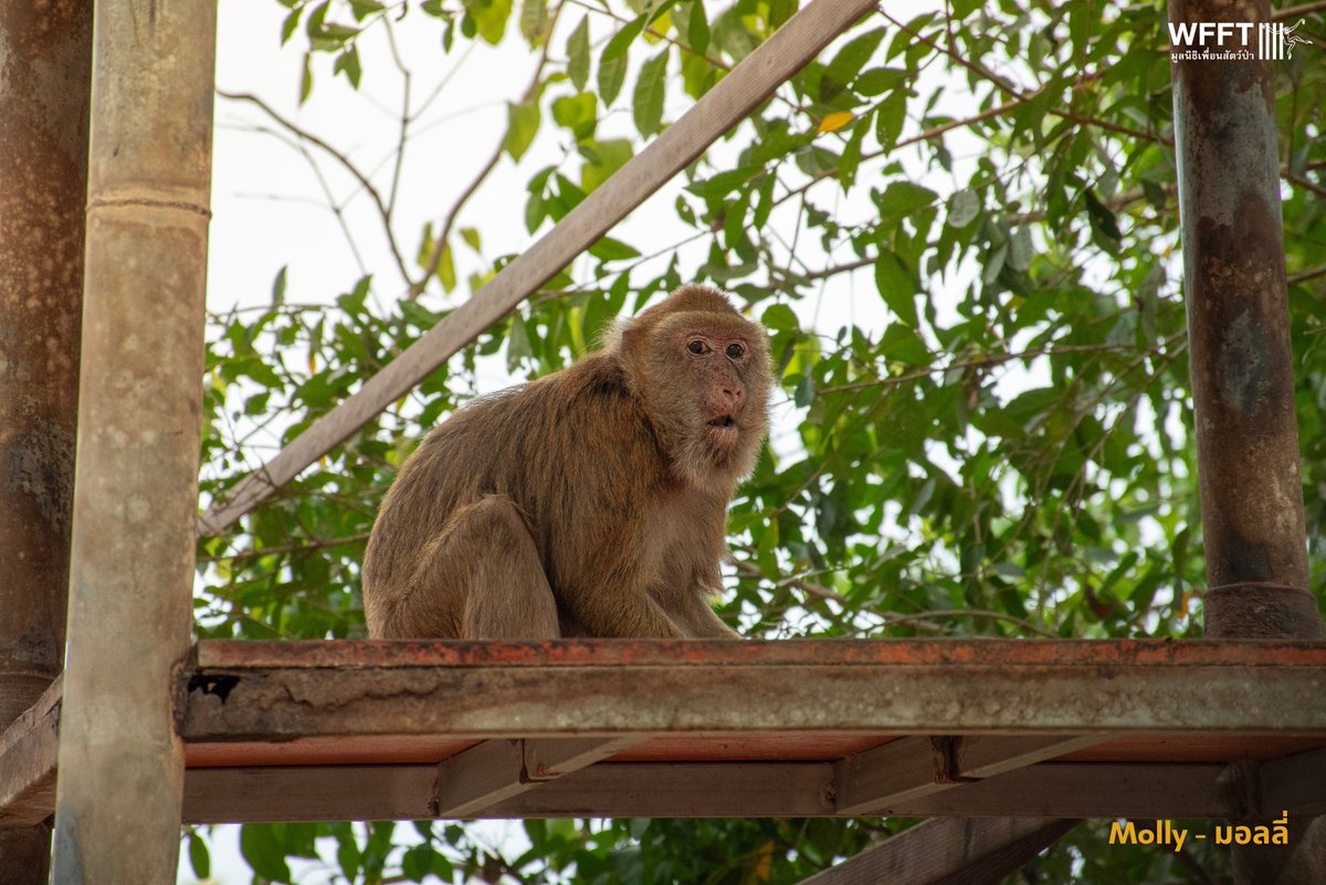 Wildlife Friends Foundation Thailand tweet media