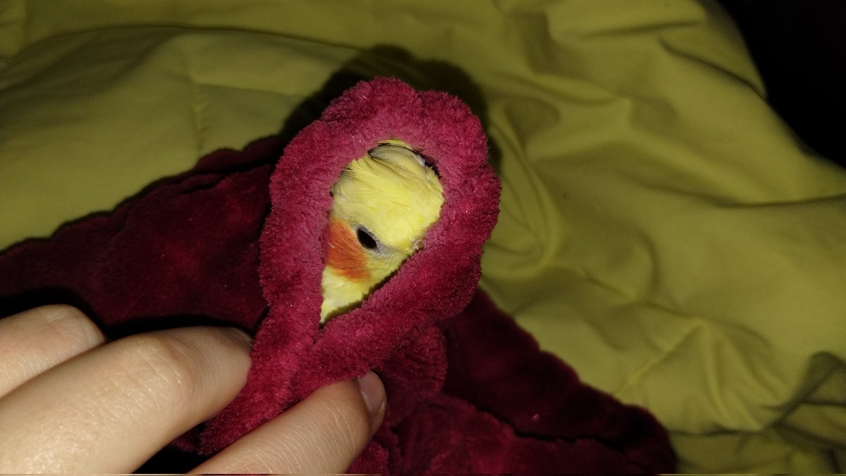 tomi ✧🦉 tweet media