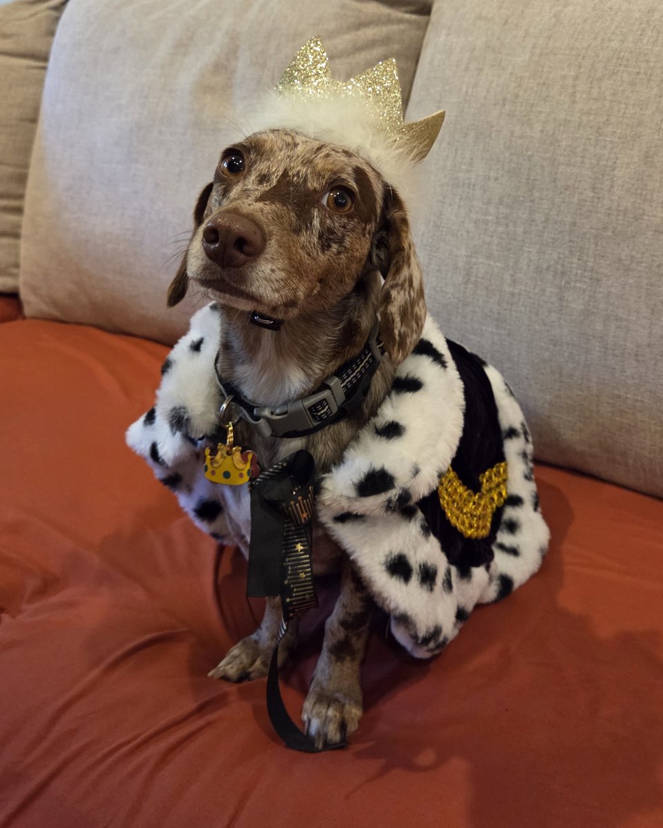 TXromany's tweet photo. What a surprise to have these gifts for our pup delivered today! I had an issue with 2 items in my last Chewy order, &amp; not only did they make it right, but they also sent us this! @Chewy customer service is the best! https://t.co/a0SdefUgbj