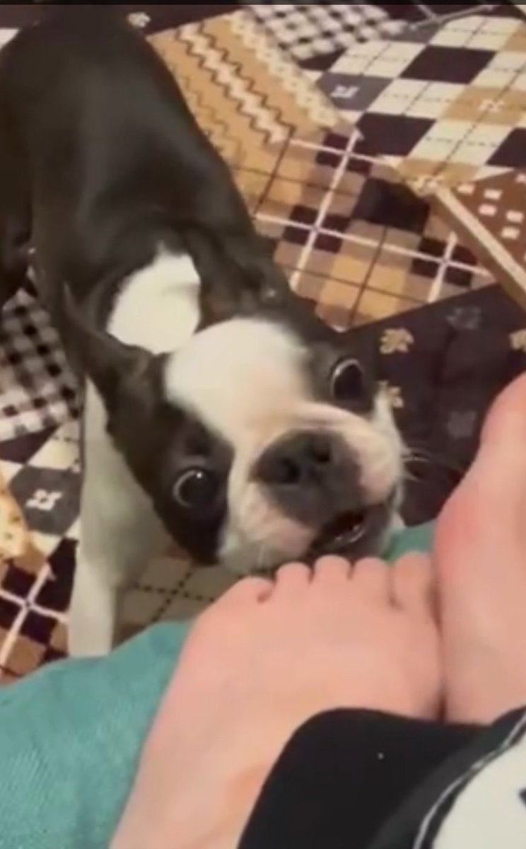 ボストンテリアのいぎーくん🐶✨️ tweet media