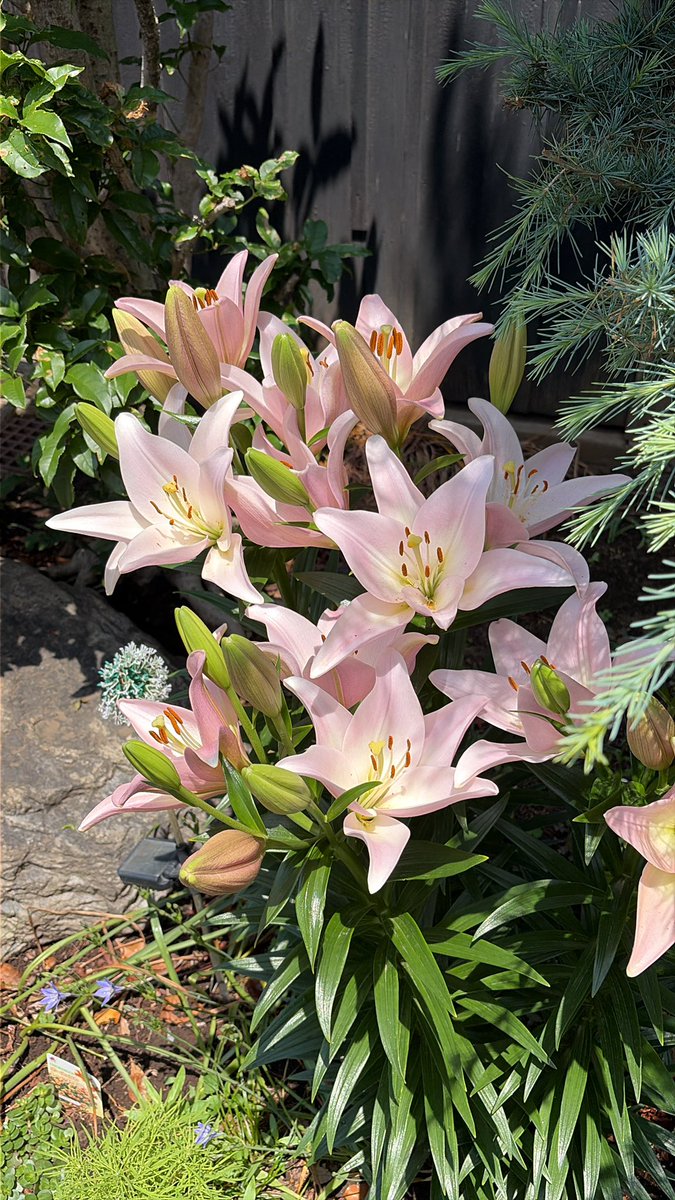 mamtetsu's tweet photo. スカシユリ

秋に球根を植えたスカシユリ
満開です·͜·ᰔ
何ヶ所か植えましたが
この場所が1番早いです
他はまだ蕾が見えてきた状態
沢山咲いてくれて何回も
見てしまいます👀👀

今週も頑張ります(ง •̀_•́)ง
#撮り徹 https://t.co/WIuXFn7Z0n