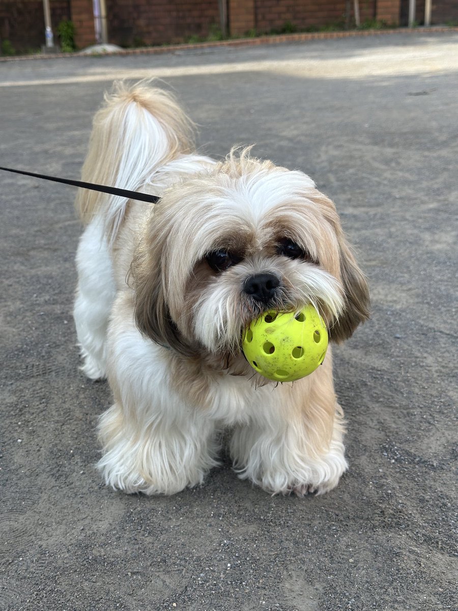 roybucho's tweet photo. ボールは渡さないワン🐶🎾😮‍💨 https://t.co/pKRmM7MadK