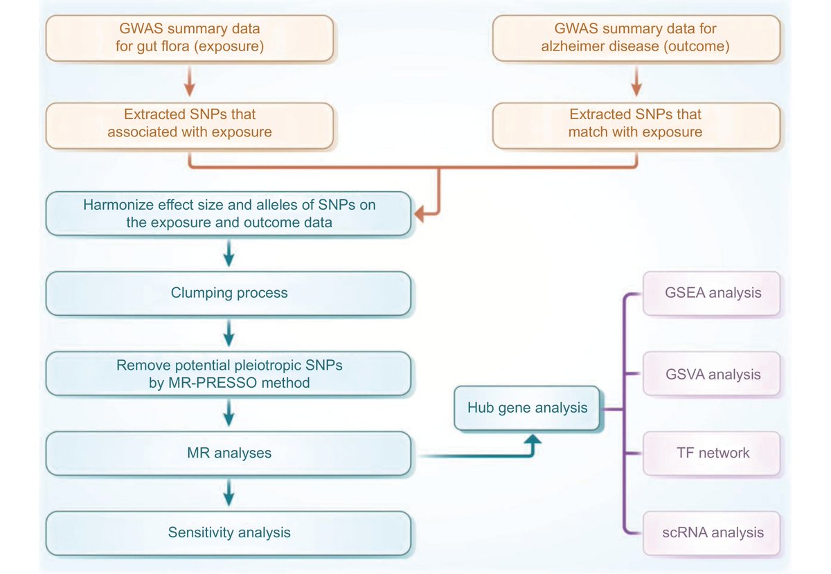 AgingResearchCN's tweet photo. Online now! ✨Lizhi Chen et al identified specific components of the gut microbiota exert either beneficial or detrimental causal effects on the risk of developing Alzheimer’s disease. 
 #Alzheimer’s disease #gut microbiota 🔗https://t.co/W3VTkO8Xt1 https://t.co/WQvUAJpgq6