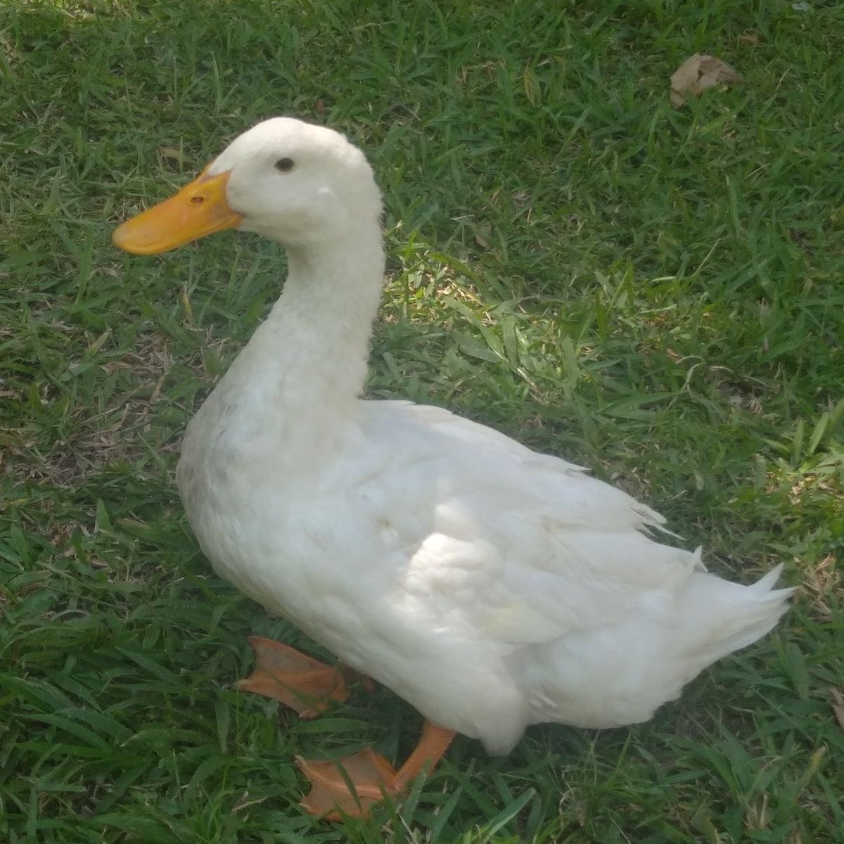 daisy tweet media