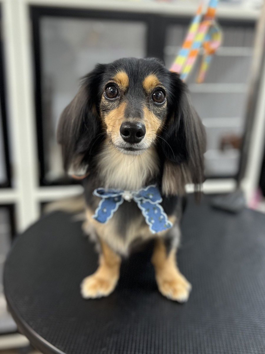 いっぬ ハッピーバースデーイッヌ🐶 2歳おめでとうワン🎂🎉