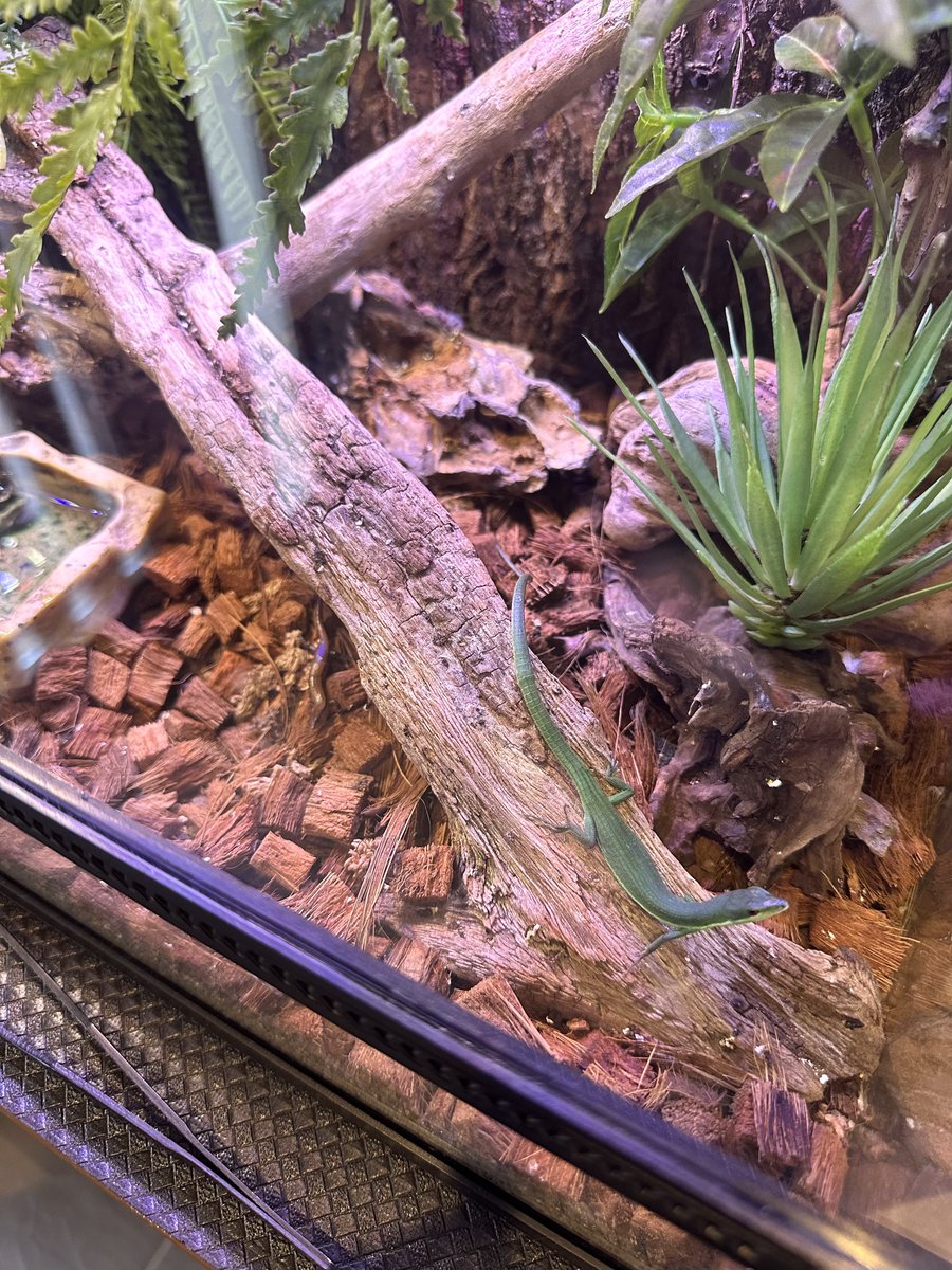ぴすけ@🦎はちゅ垢🐢 tweet media