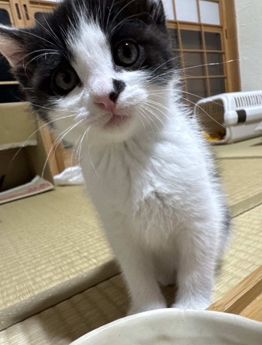 しゃる tweet media