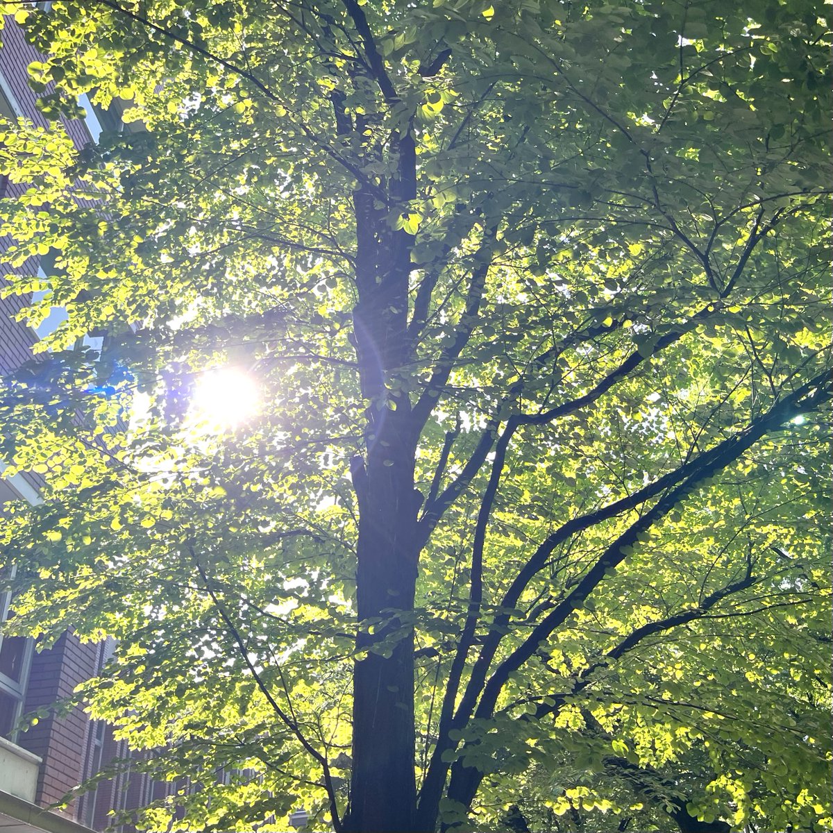 学習院大学 国際文化交流学部 tweet media