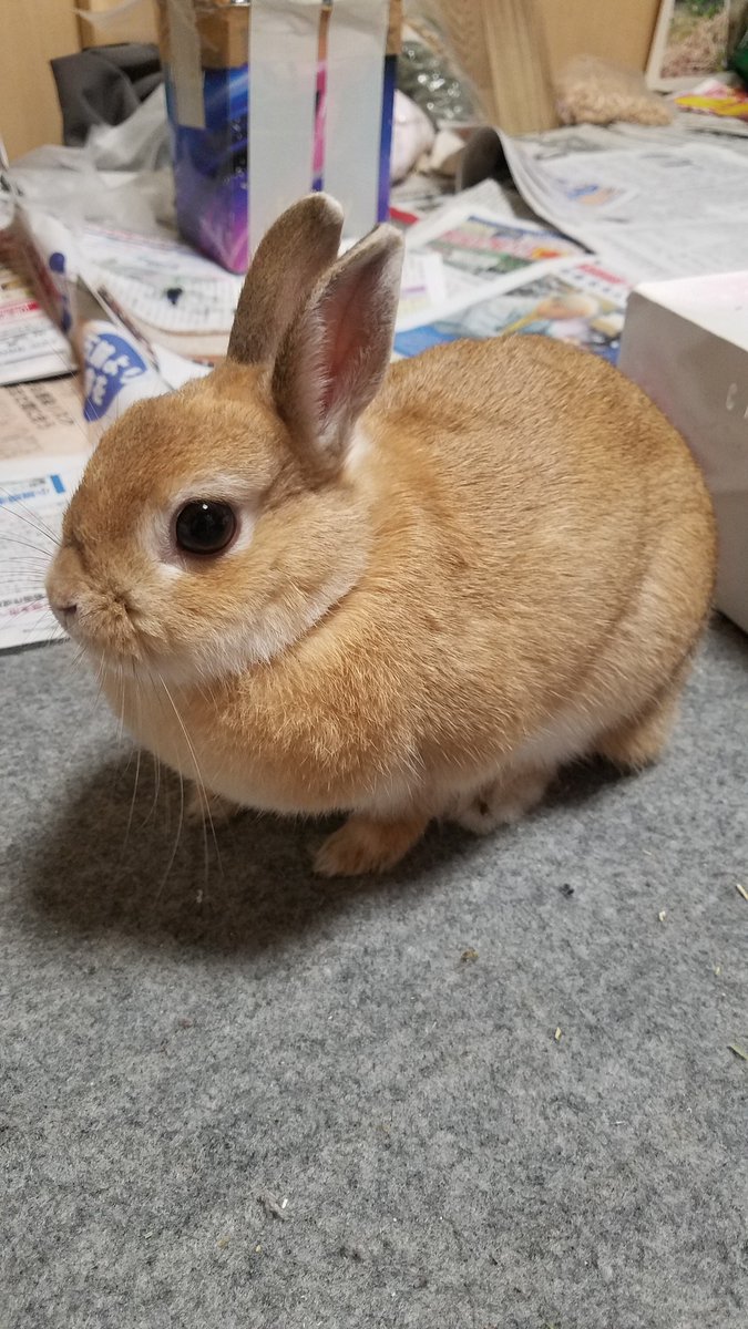 ゴンちゃんのお部屋 tweet media