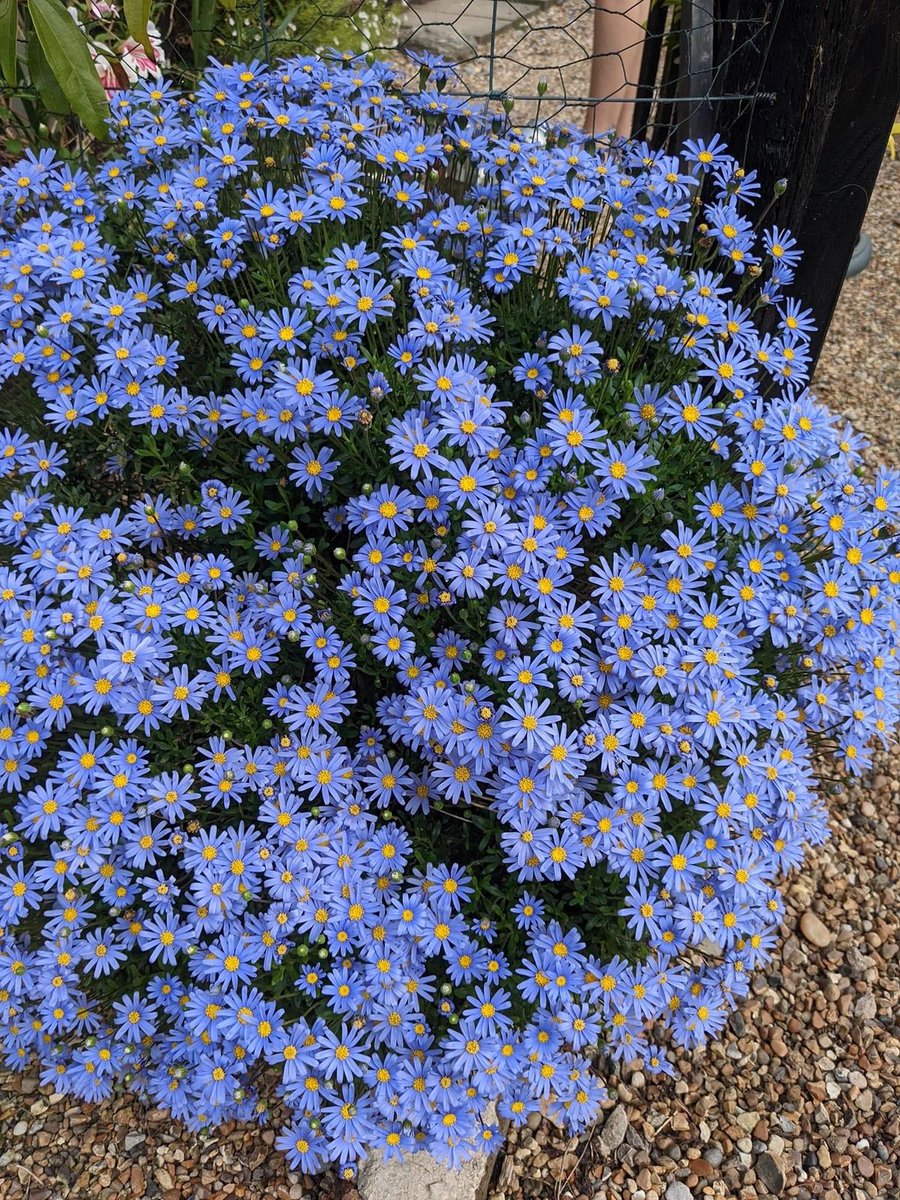 greenvibe's tweet photo. Blue daisies attract butterflies easily https://t.co/SUynJcHO3Z