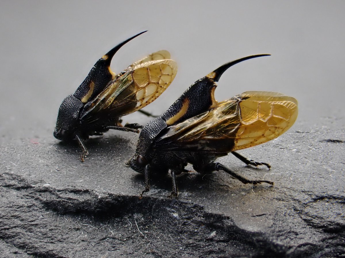 Damaster & Carabus tweet media