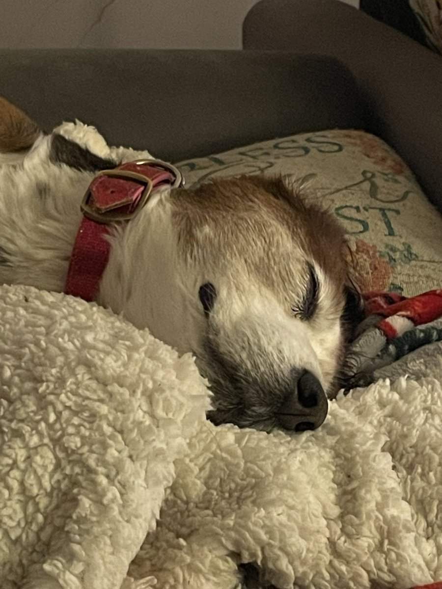 maxxann's tweet photo. Nighty night! @AndyBiography @DanaBak50247388 @coleman_peanut @dvesean @Indstatealumni @KirseThomas https://t.co/4ipmlCSpB5