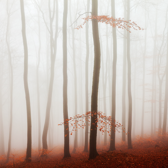 artlimitednet's tweet photo. Red Forest by Martin Rak https://t.co/mmjpOuG2nz
#digital #mist #beech #photooftheday #fineart #mood #colorful #tree #color #photographyeveryday #nature #vegetal #photography #colour #square #autumn #trees #forest #fall @martas_ https://t.co/8Yr9lhOtww