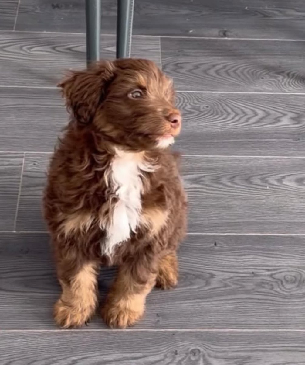MikeShoreman's tweet photo. And then the day comes and you wake up and you realize that your baby is not really a baby anymore. 🐶 https://t.co/N84jCaIUQi