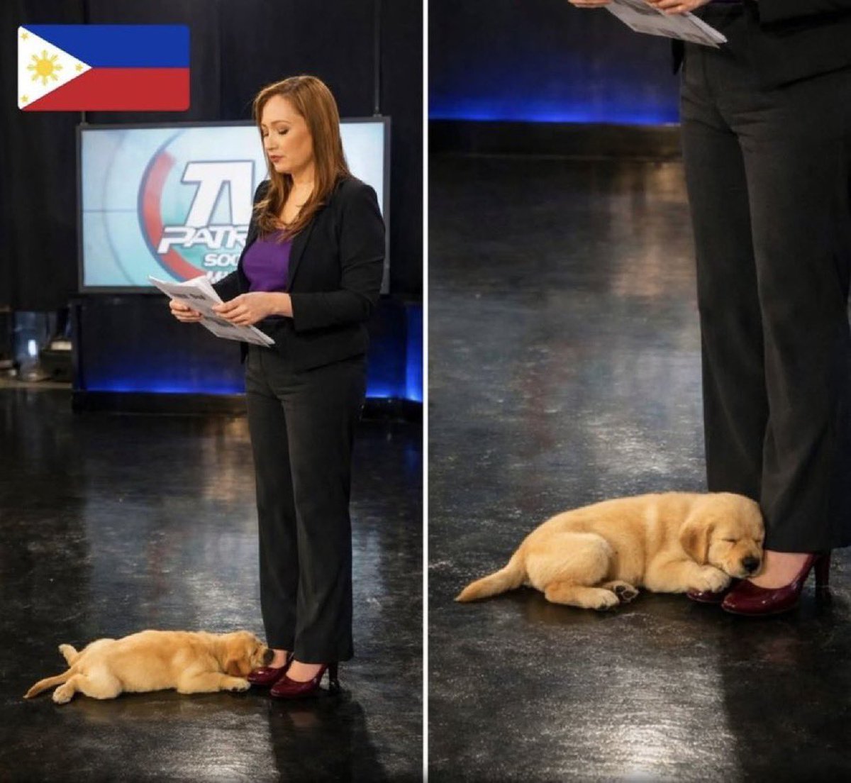 Puppies 🐶 tweet media