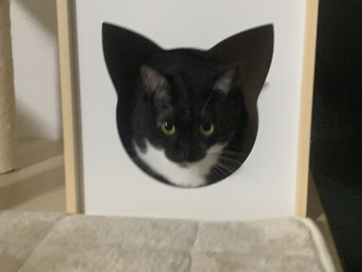 pyonkichi☺️😻🐾🪴 tweet media
