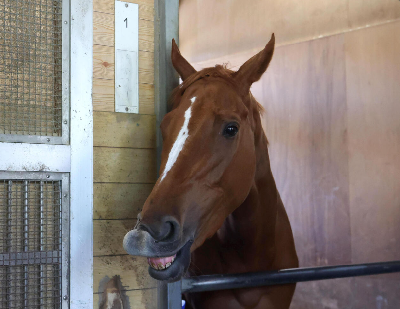 日刊スポーツ競馬 極ウマ【公式】 tweet media