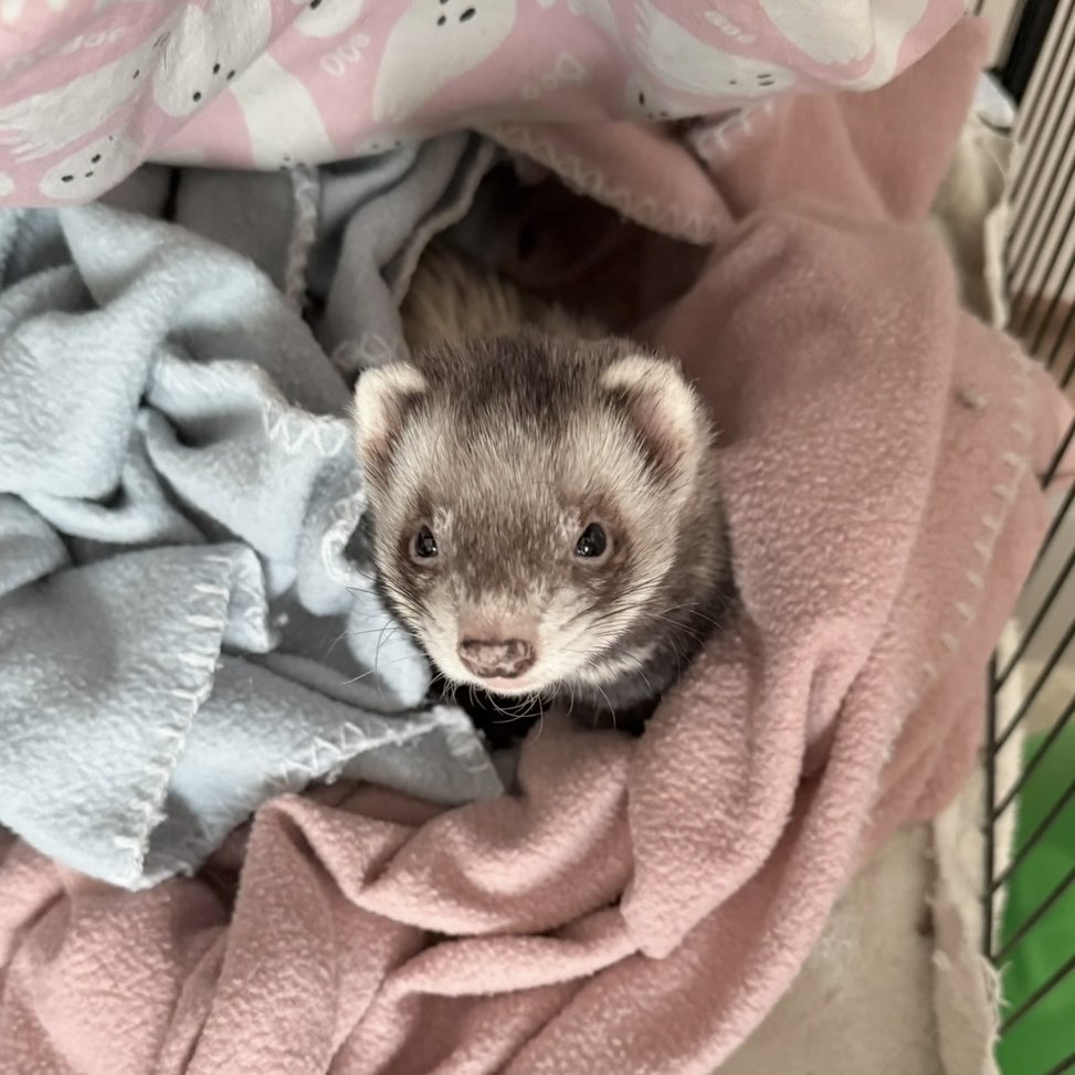 VerminGurl's tweet photo. Vtuber vs Pets

My ferret Argo (aka Baby Go) I LOVE my sweet old cheeky boy 🐻🖤

art: @/cherricries https://t.co/QP7fo6JWTf