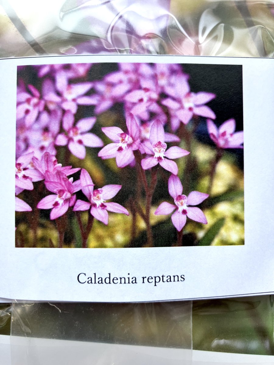 mac_iha's tweet photo. 天一購入株 地生ランの部

Caladenia reptans

Thelymitra nuda

オーストラリアの夏眠性の地生蘭
今回初めて花ものに手を出してみました
育成について丁寧に説明いただいたのを忘れないよう
このまま秋の植え付けを待ちます🙏

#天下一植物界2026 https://t.co/7uqVXrFGN9