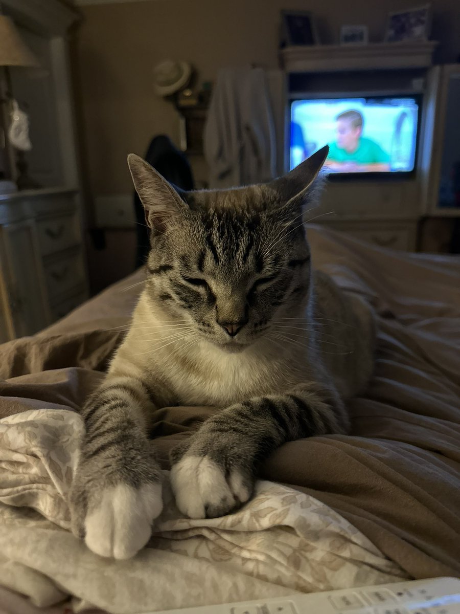 dogluver022's tweet photo. The love i have for this cat https://t.co/mq1PNxMoqC