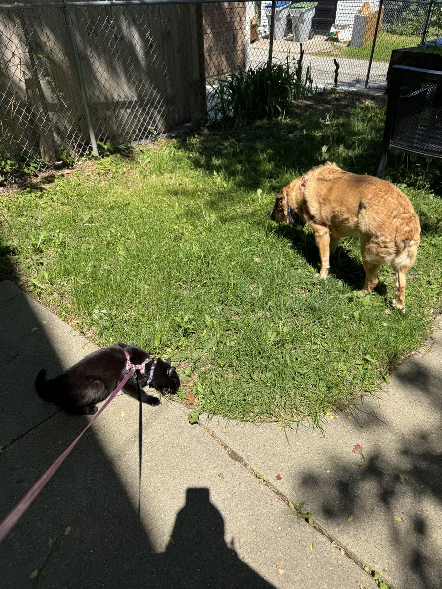 Lady and Hannah 🏳️‍🌈🐾 tweet media