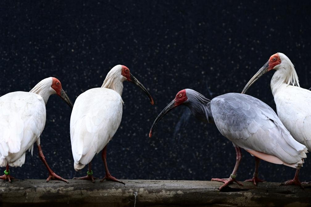 PDChina's tweet photo. Forty-five years after the rediscovery of the world's last seven wild crested ibises in northwest China's Shaanxi Province, the endangered bird has established stable populations in 15 provincial-level regions across the country, demonstrating exceptional conservation success.
As of the end of 2025, the global population of the crested ibis had exceeded 12,000, and its habitat had expanded to more than 20,000 square kilometers, according to the latest statistics from the Forestry Bureau of Shaanxi Province. The species has been lowered from the "Critically Endangered" status to "Endangered" on the International Union for Conservation of Nature (IUCN) Red List.