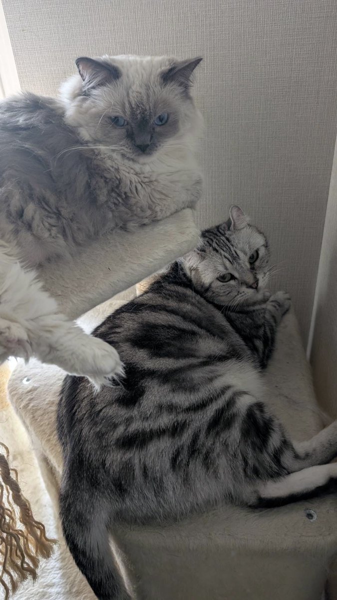 EarthOfficialJP's tweet photo. ねこ部のカンナ&amp;アリーだにゃ！

ずっと一緒だからポーズがシンクロ！

＼アース製薬からの新提案？／
「W（ダブル）の効きめ」で2倍の癒やしをお届けだニャ♡

#ニャース製薬ねこ部🐾 https://t.co/cIBk7EfGcs