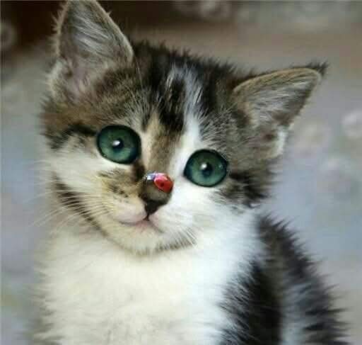 ComlekogluSuvar's tweet photo. Sahi sevgi neydi? Sevgi, sevdiğinin uğuru olmaktı...🐞❤️   Günaydın https://t.co/xMxhhzs1WL