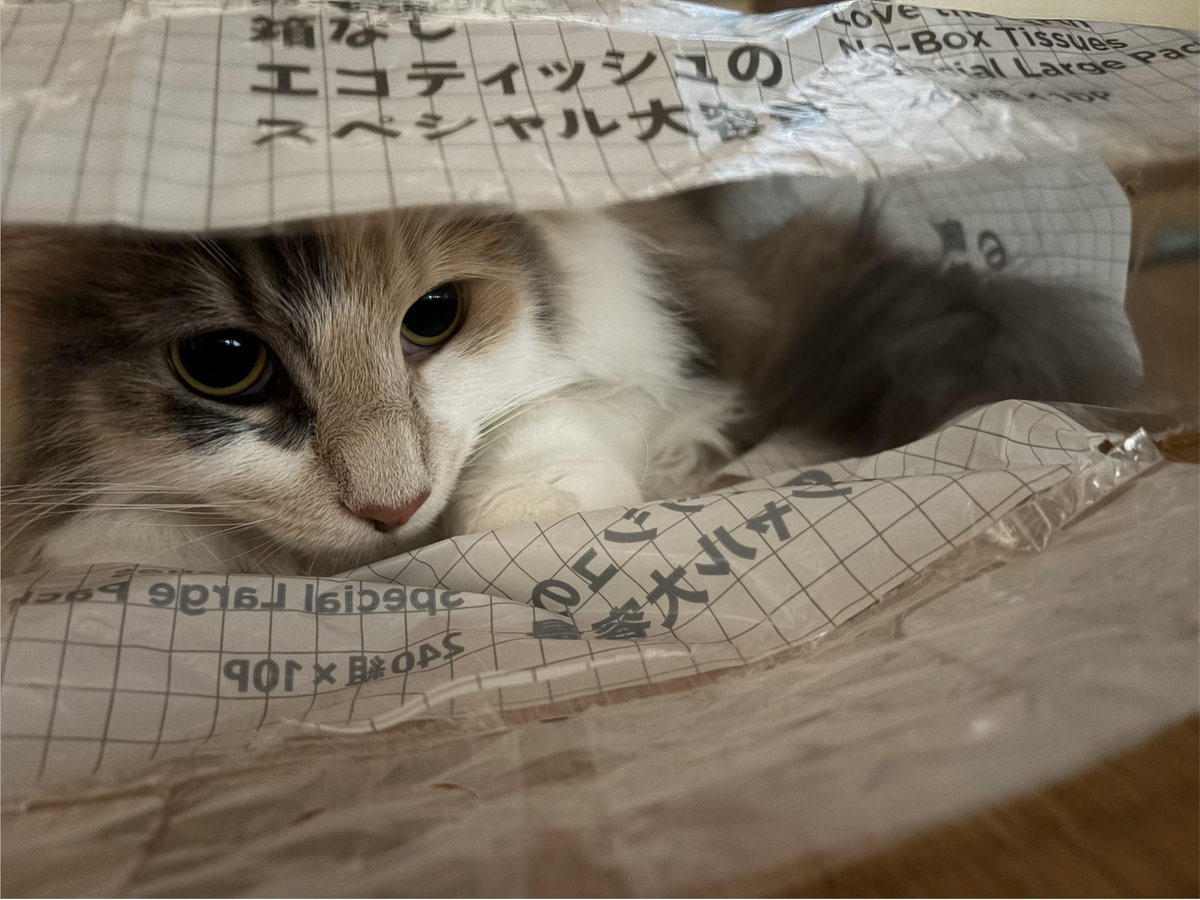 071_4741's tweet photo. 袋大好きﾆｬﾝｺﾁｬﾝ https://t.co/VSlMKACnsu