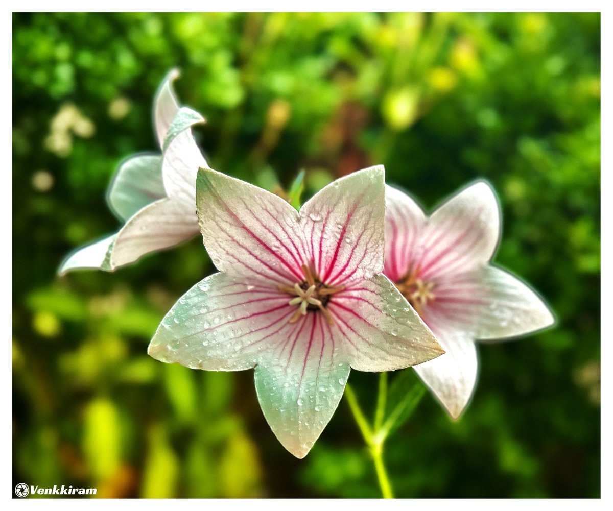 venkkiram's tweet photo. Nature's fine geometry.🌸
Share your striped wonders.
Mine, 👇
Finding perfect geometry and natural stripes in the quietest garden details.
#venkkiclicks #MacroPhotography #FlowerPhotography #NatureGeometry #Raindrops https://t.co/82Ygqxnhea