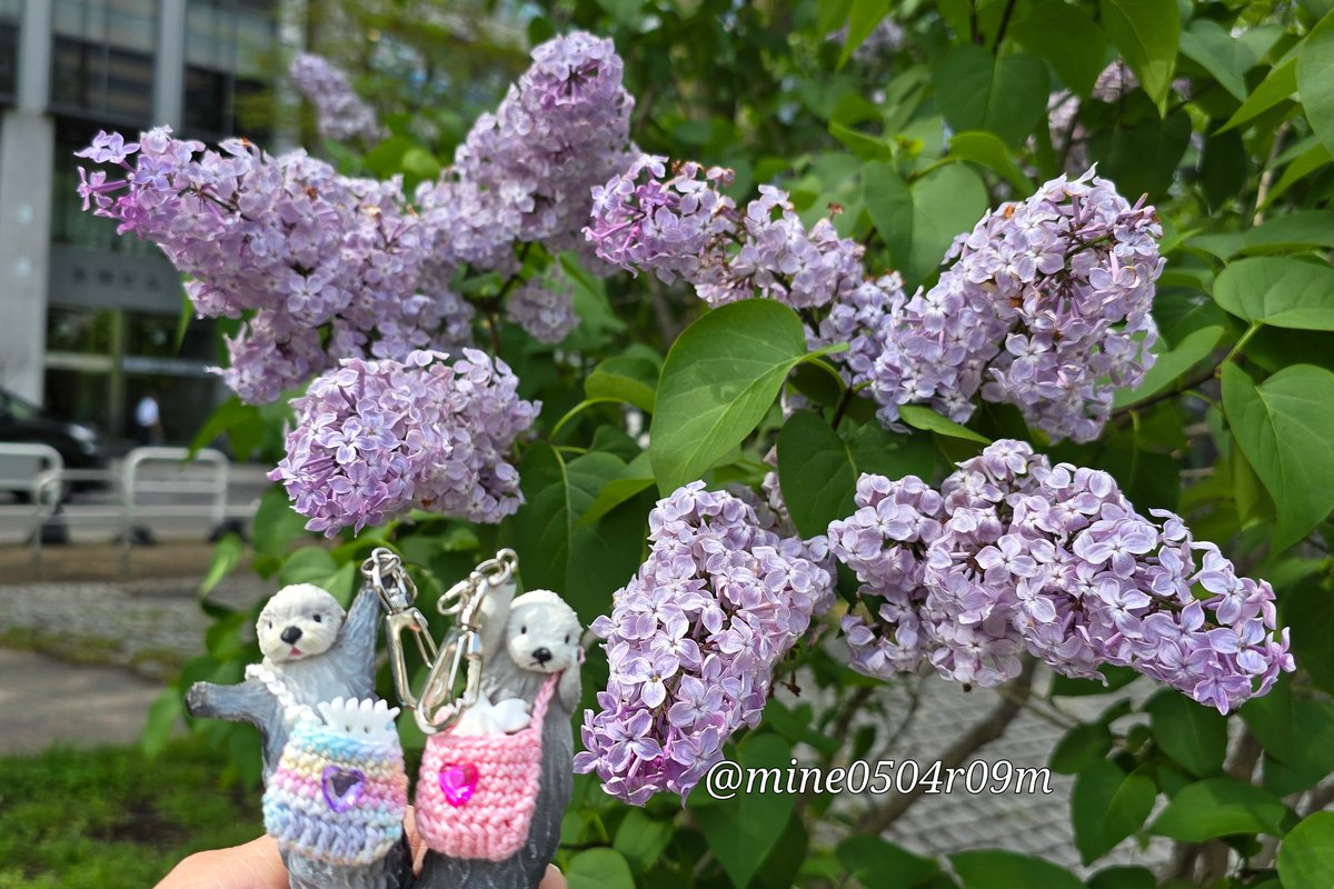いま咲いてるのがライラックの花。 綺麗に撮れたかな。 メイ｢わたしに