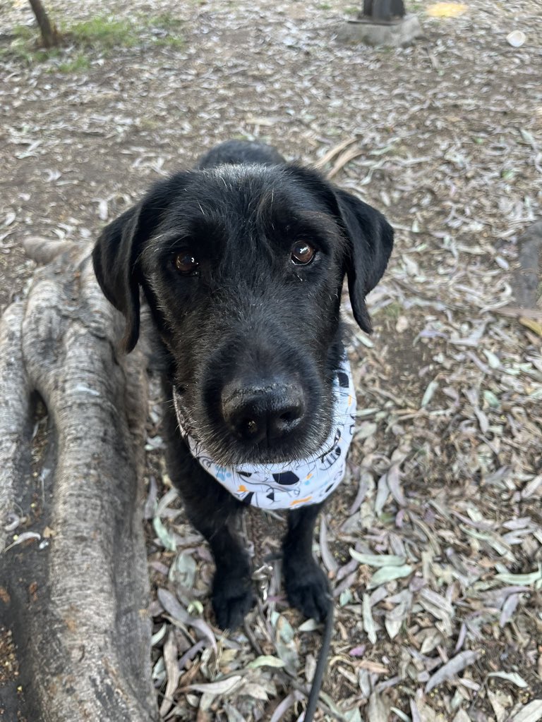 𝙷𝚎𝚕𝚊 𝙼𝚘𝚛𝚎 🐶 tweet media