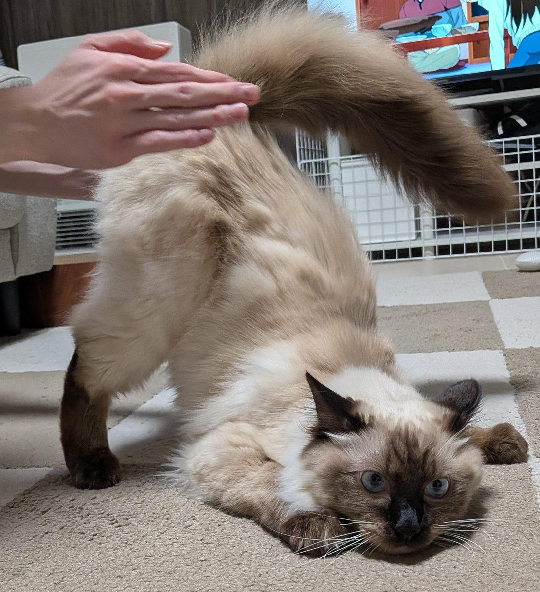 8daim_ko's tweet photo. 飼い主の仕事が多忙すぎて全然更新できてないですが最近のおシャムの様子です😀
換毛期で抜け毛がゴロゴロ落ちてる😌

#猫のいる暮らし https://t.co/TFptRnJfzg