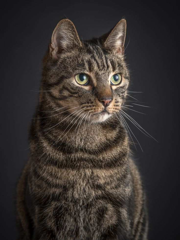 Akujodoh_kamu's tweet photo. #educat pernah gak kalian ngerasa kucing tabby punya karakter yang beda dibanding warna bulu lain?
Tabby sebenarnya bukan ras, tapi pola bulu. Ciri khasnya ada motif garis, pusaran, atau huruf “M” di dahi. Pola ini termasuk salah satu pola bulu paling umum pada kucing.
Banyak orang bilang kucing tabby cenderung:
1. Lebih aktif
2. Penasaran tinggi
3. Friendly sama manusia
4. Kadang super tengil dan banyak tingkah
Tapi secara ilmiah, warna atau pola bulu sebenarnya gak langsung menentukan kecerdasan atau kepribadian. Yang lebih berpengaruh itu genetik, lingkungan, dan cara mereka dibesarkan.
Walaupun begitu, beberapa penelitian memang nemuin ada hubungan kecil antara gen warna bulu dengan temperamen tertentu, jadi stereotype soal tabby yang “rame dan playful” mungkin muncul dari pengalaman banyak orang
Dan karena tabby itu pola alami yang umum di alam, banyak kucing dengan insting berburu kuat juga punya motif ini buat bantu kamuflase.
Jenis tabby sendiri ada beberapa:
Mackerel tabby → garis kayak ikan
Classic tabby → motif pusaran
Spotted tabby → totol-totol
Ticked tabby → garis samar
Jadi walaupun tabby identik sama kucing “rusuh tapi lucu”, tiap individu tetap punya karakter beda-beda
Pap Kucing tabby kalian dong
