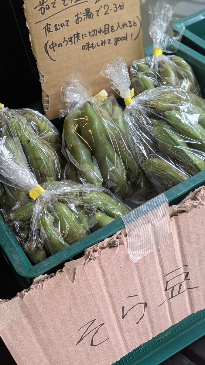当店にも、そら豆がたくさん届きました！千葉県佐倉市直送、採れたて