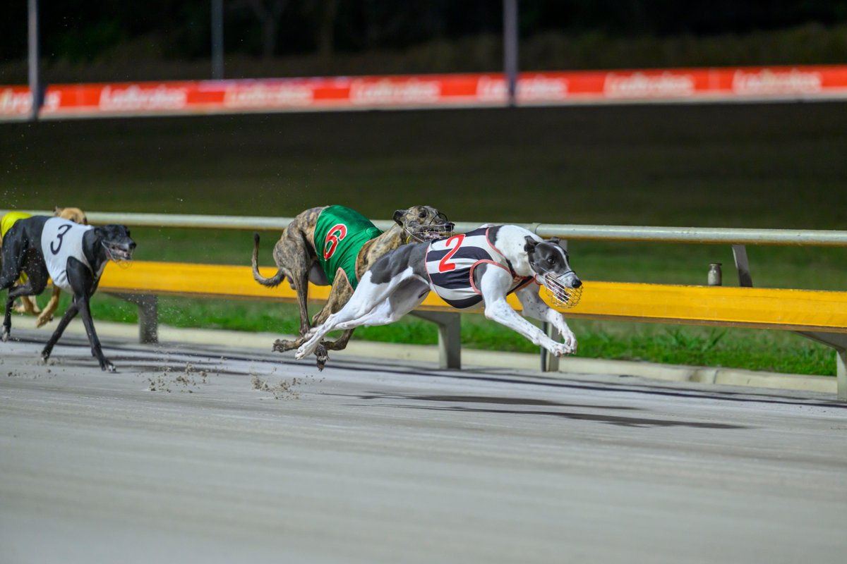 Queensland Greyhound Racing Club tweet media