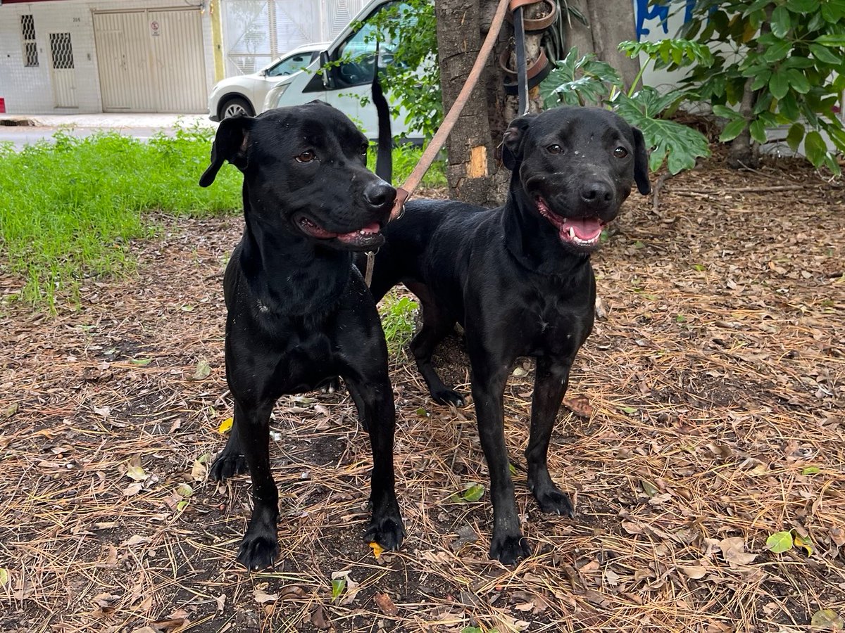 𝙷𝚎𝚕𝚊 𝙼𝚘𝚛𝚎 🐶 tweet media