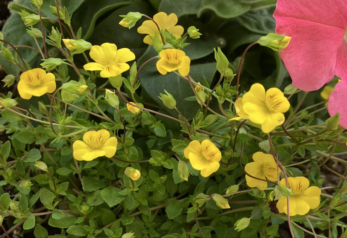💚ハッピーろみ🌤️😊🌼♥️ tweet media