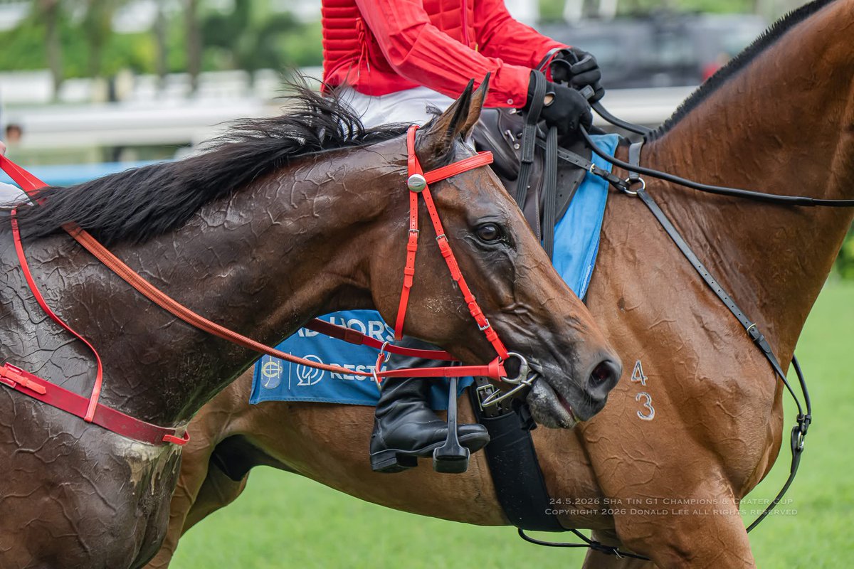 LeeMingDonald's tweet photo. Romantic Warrior wins the G1 Champions &amp; Chater Cup 🏆  @mcacajamez 

#HKracing https://t.co/4FC9OYoTDb