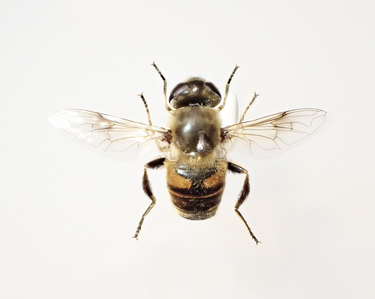Tofuinsect tweet picture