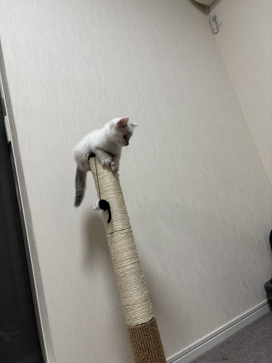 nine0990's tweet photo. ねこきた https://t.co/OSHy2G3dWG