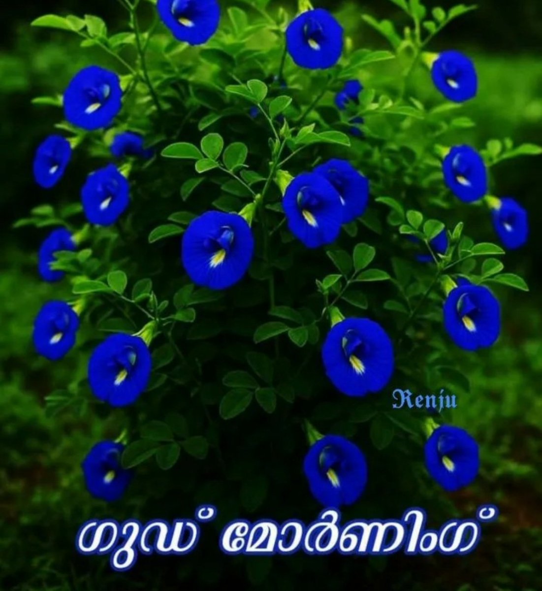 Rinu MoL . tweet media